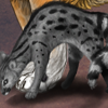 African Genet